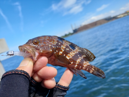 キジハタの釣果