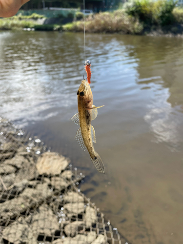 ハゼの釣果