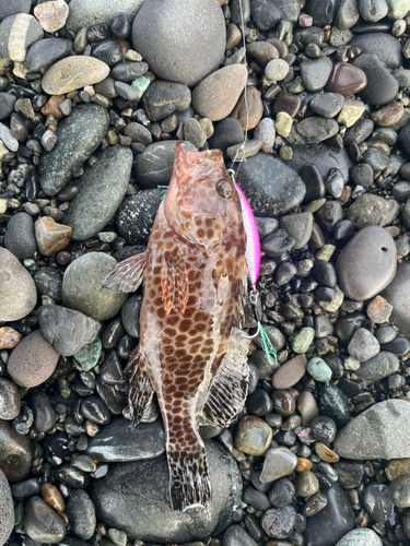 オオモンハタの釣果