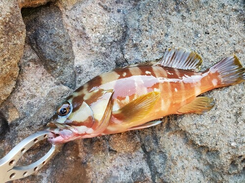 アカハタの釣果