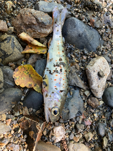 アマゴの釣果