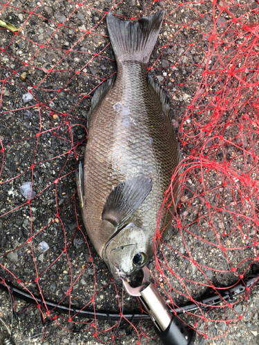 メジナの釣果