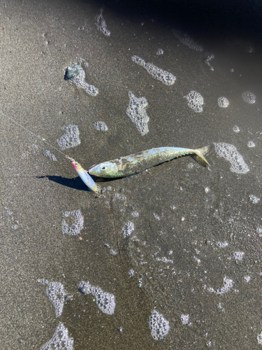 ショゴの釣果