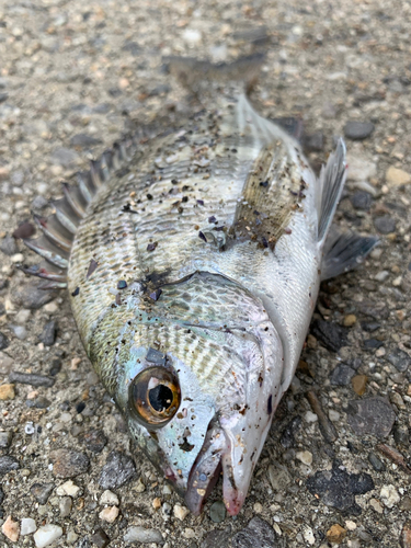 クロダイの釣果