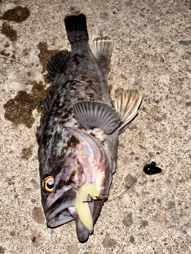 ソイの釣果