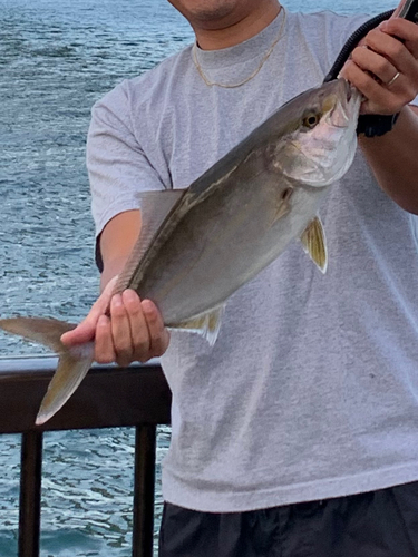 カンパチの釣果