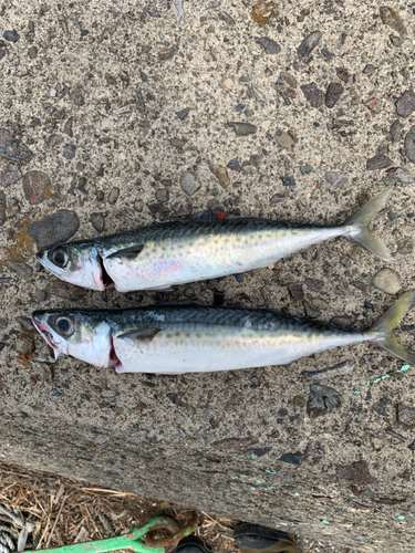 サバの釣果