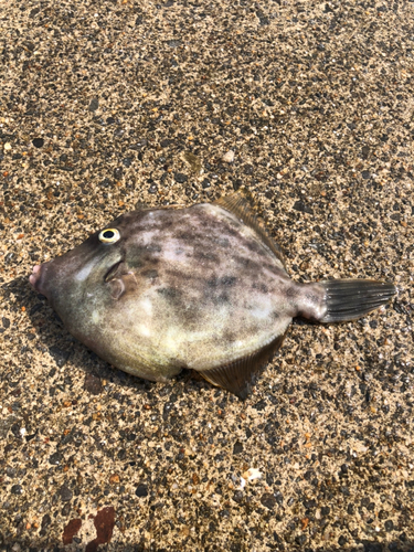 カワハギの釣果