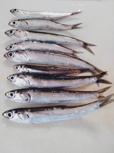 カタクチイワシの釣果