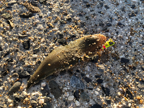 シタビラメの釣果