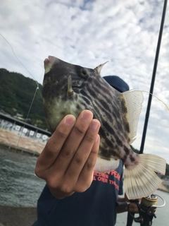 カワハギの釣果