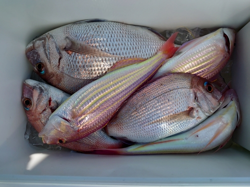 タイの釣果