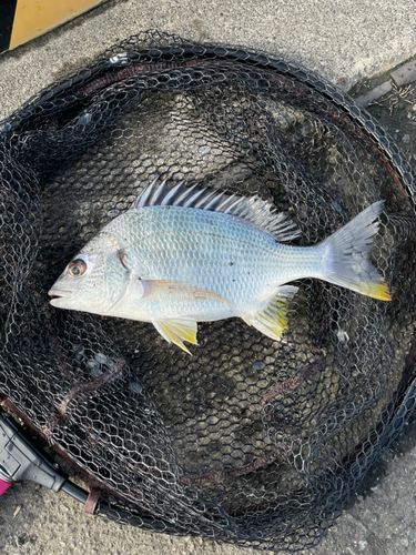 キビレの釣果