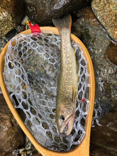 イワナの釣果