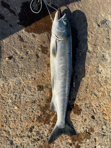 サケの釣果