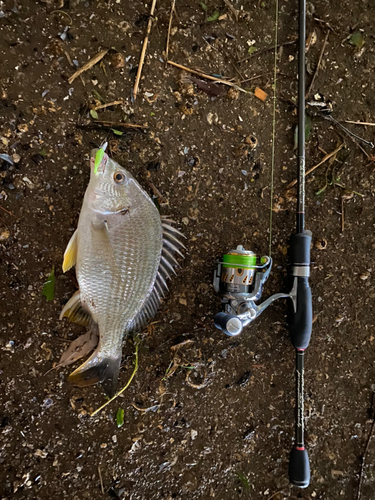 キチヌの釣果