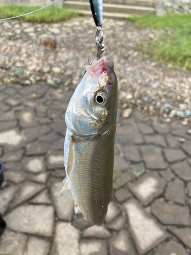 ウグイの釣果