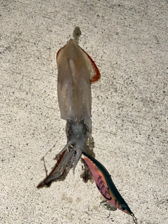 ケンサキイカの釣果
