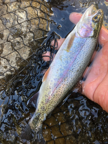 ニジマスの釣果