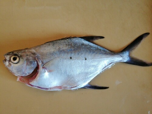 コバンアジの釣果