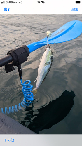 シロサバフグの釣果