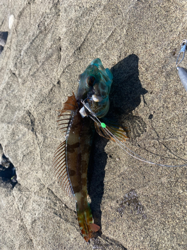 アナハゼの釣果