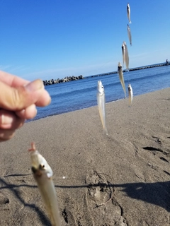 キスの釣果