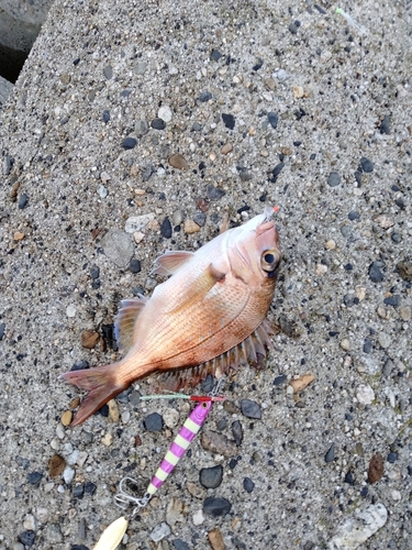 マダイの釣果