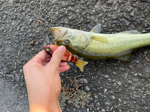 ブラックバスの釣果