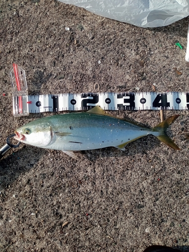 ハマチの釣果