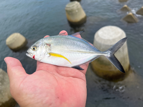 カスミアジの釣果