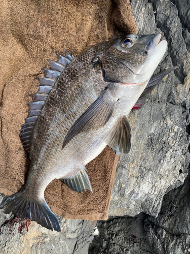 チヌの釣果