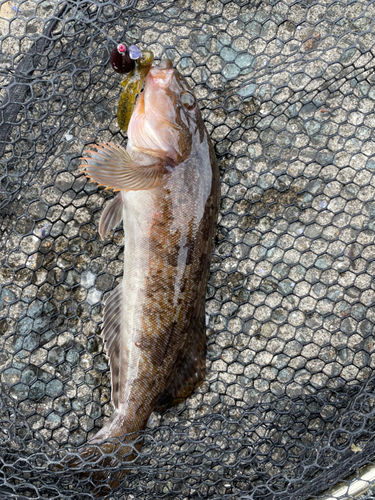 アイナメの釣果