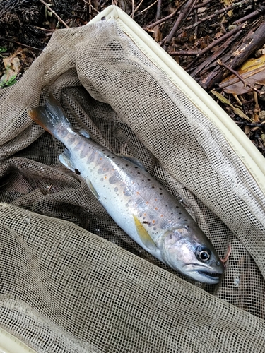 アマゴの釣果