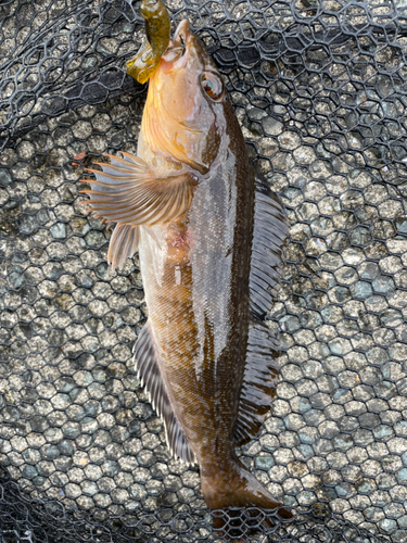 アイナメの釣果