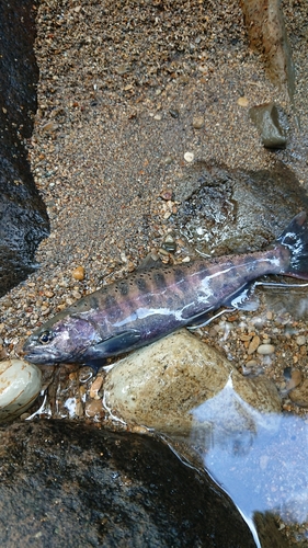 ヤマメの釣果