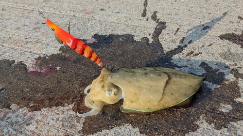 イカの釣果