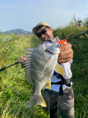 キチヌの釣果