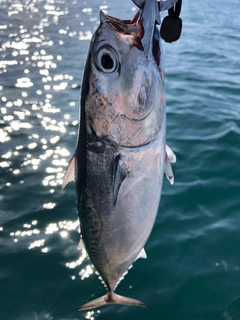 ソウダガツオの釣果