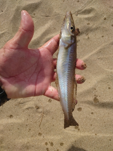 キスの釣果