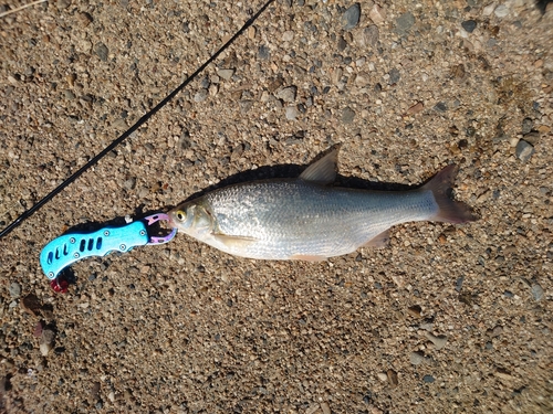 ワタカの釣果