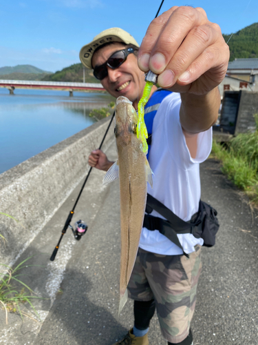 シロギスの釣果