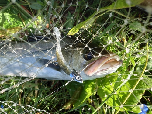 スズキの釣果