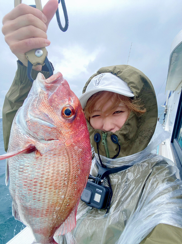 マダイの釣果