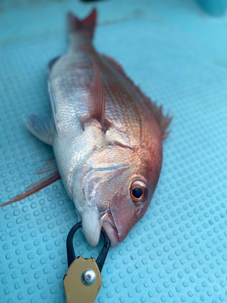 めぐまいさんの釣果 3枚目の画像