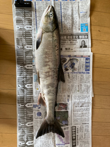 アキアジの釣果