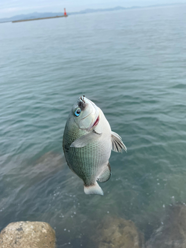 メジナの釣果