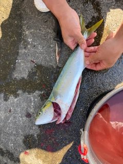 ツバスの釣果