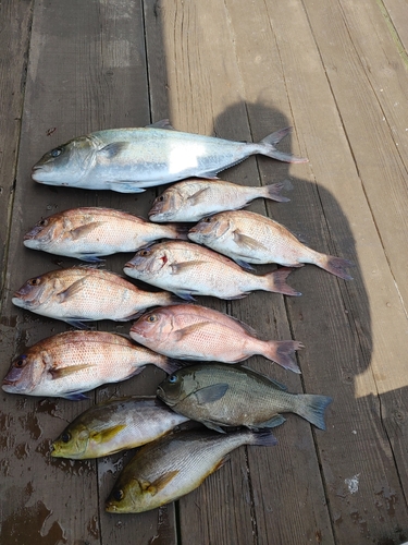 カンパチの釣果