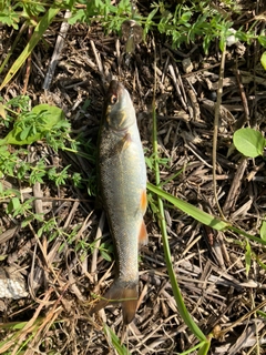 ウグイの釣果